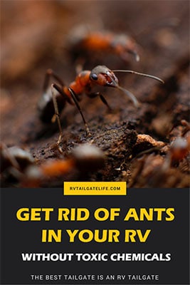 Get rid of ants in the RV! Without using toxic chemicals that are harmful for pets and children