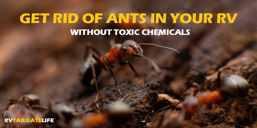 Get rid of ants in the rv without using a bunch of toxic chemicals harmful to kids and pets