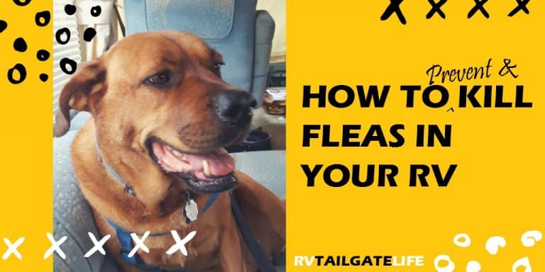 How to prevent and kill fleas in your RV! Make sure your next tailgate isn't ruined by a flea infestation in the RV!